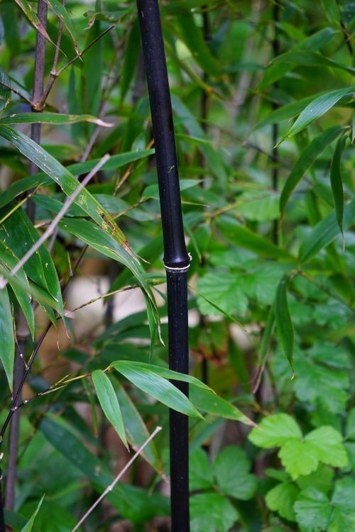 black cane bamboo stalk knot