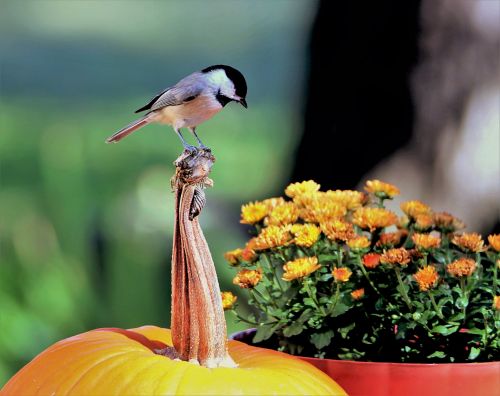 Black-capped Chickadee On Pumpkin