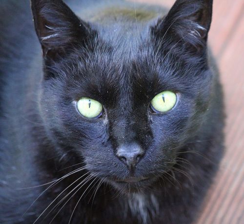 black cat head face