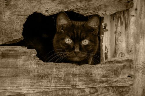 black cat view pets