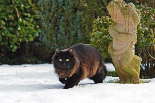 black cat snow winter