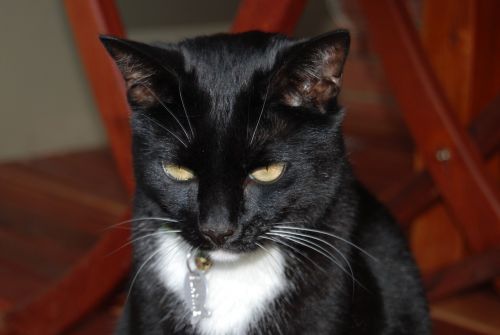 black cat cat domestic