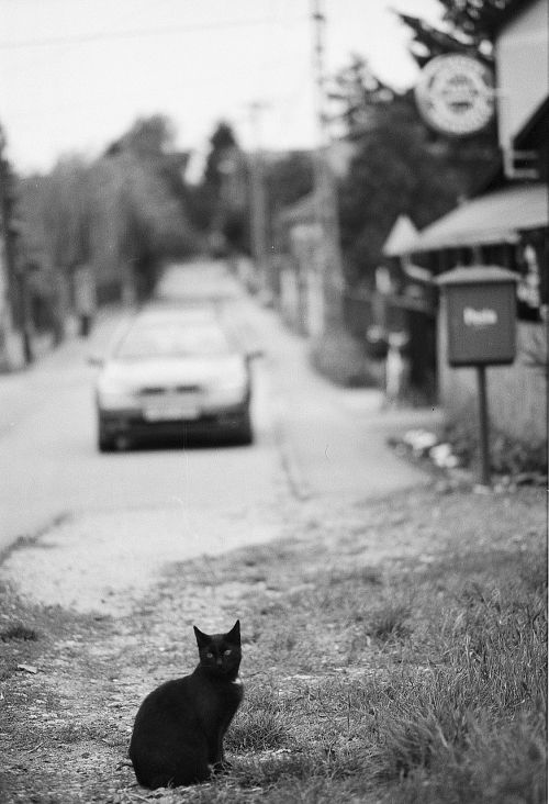 black cat looking street