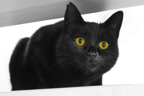 black cat looking domestic