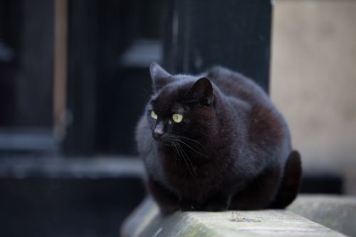 Black Cat