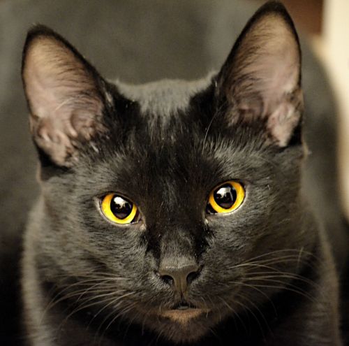 black cat closeup feline