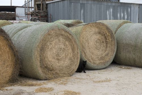 black cat hay bales