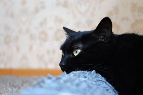 black cat scratching posts views