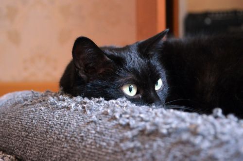 black cat scratching posts cat looking