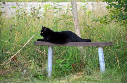 animals black cat bench