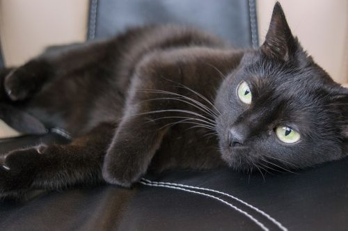 black cat pet muzzle cat