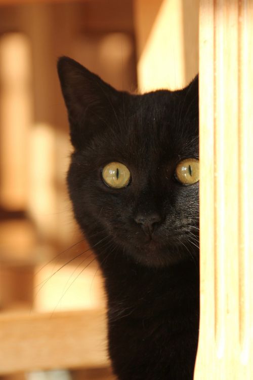 black cat amber eyes cat