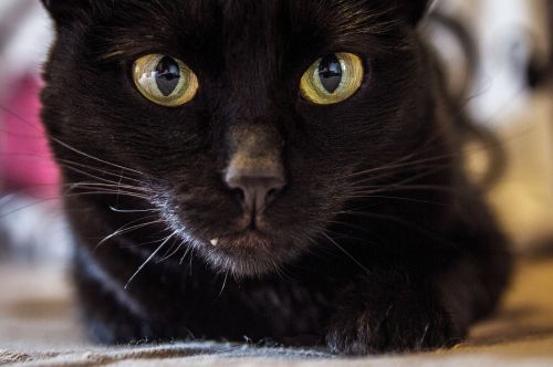 black cat close up face