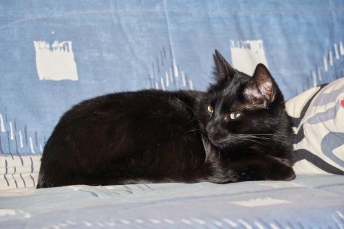 black cat feline cat