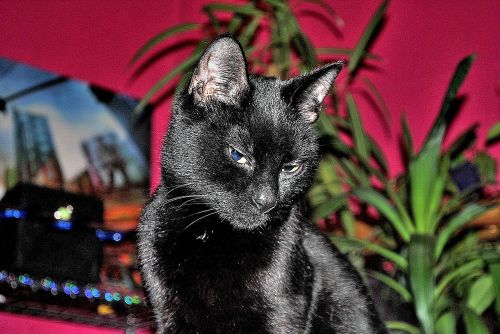 black cat mieze domestic cat