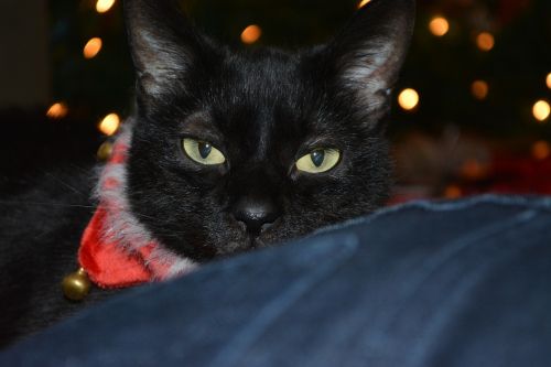 black cat cat christmas
