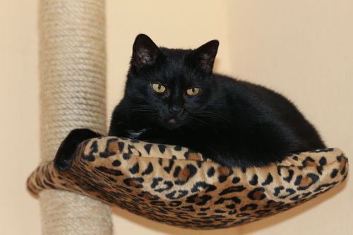 black cat european shorthair cute