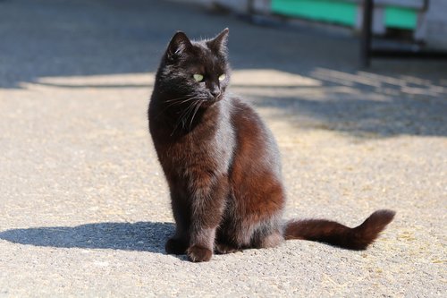 black cat  shadow  animal