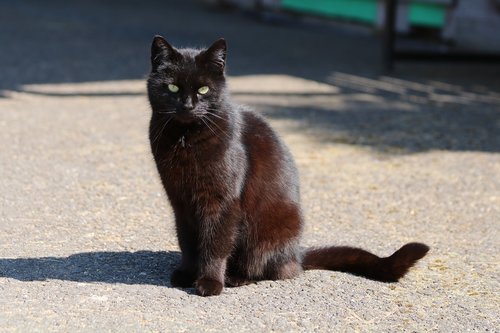 black cat  shadow  animal