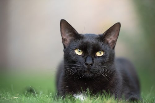 black cat  kitten  cat