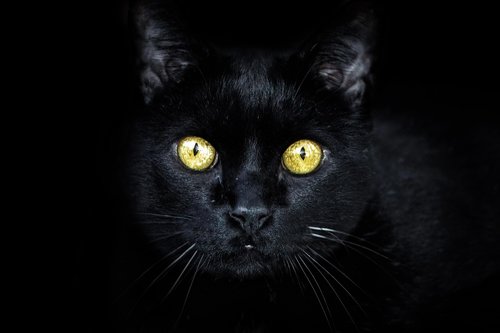 black cat  golden eyes  cat