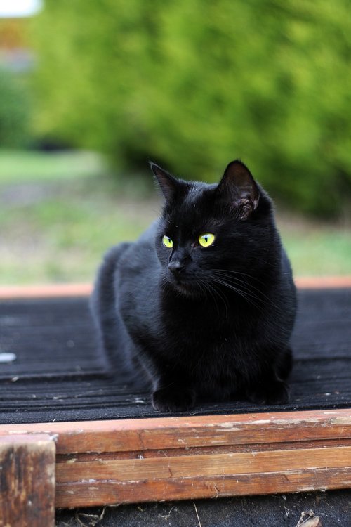 black cat  cat  black
