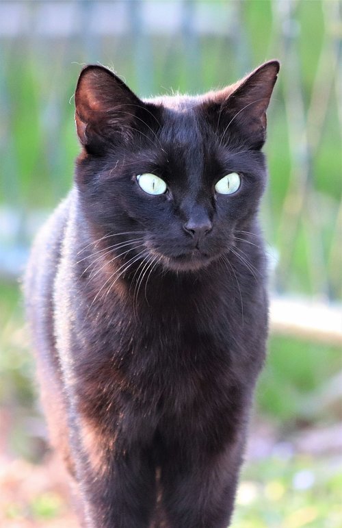 black cat  green eyes  pet