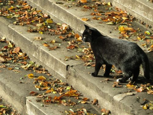 black cat cat trap