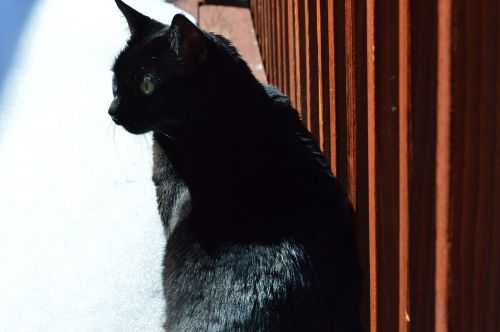 black cat stare feline