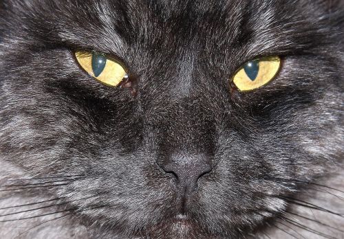 black cat head face