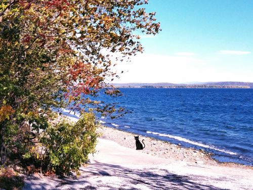 Black Cat By The Lake