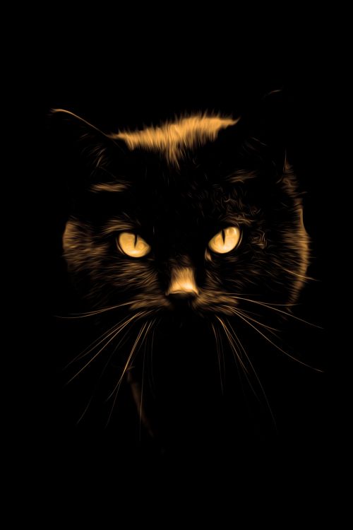 Black Cat, Oil Painting