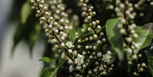 black cherry flower blossom