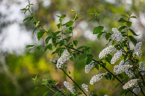 black cherry  flowers  white