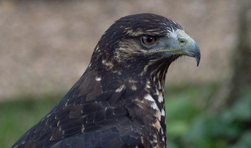 black-chested buzzard-eagle geranoaetus melanoleucus eagle