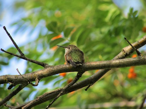 black-chinned hummingbird  hummingbird  black-chinned