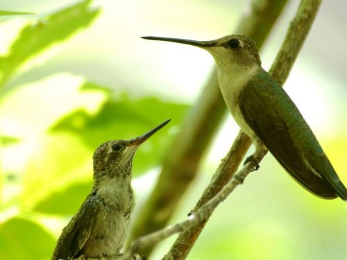 black chinned hummingbirds birds perched