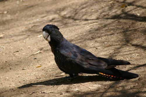 black cockatoo bird birds