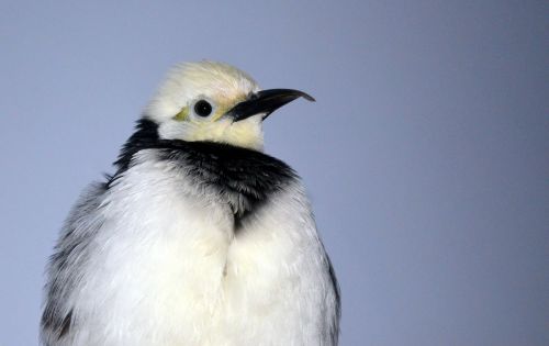 Black Collared Starling