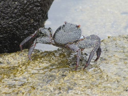black crab galapagos cancer