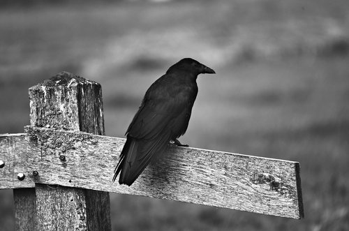 black crow  bird  corvid