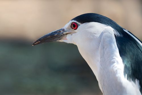 black-crowned night-heron portrait eye