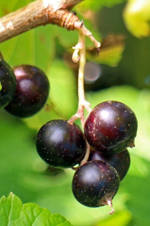 black currant ribes nigrum fruit