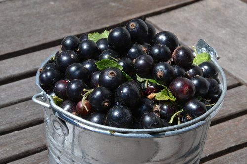 black currants  fruit  healthy