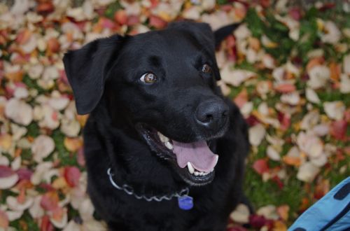 black dog brown eyes animal