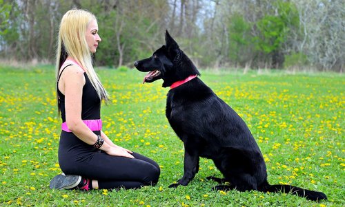 black dog  german shepherd  friendship