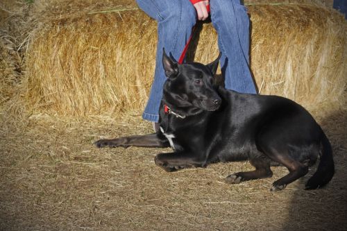 Black Dog Autumn Scene