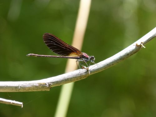 black dragonfly dragonfly calopteryx haemorrhoidalis