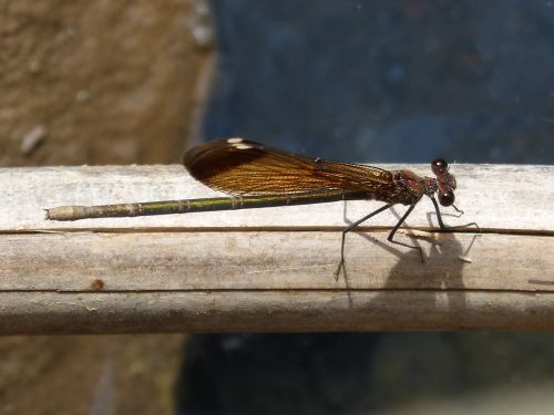 black dragonfly cane wetland