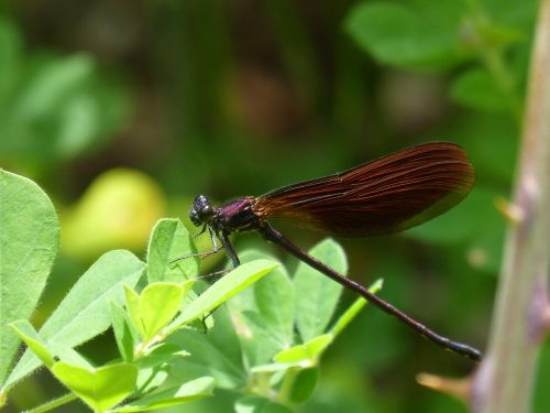 black dragonfly calopteryx haemorrhoidalis damselfly
